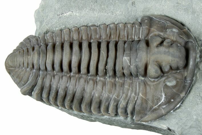 Prone Flexicalymene Trilobite - Mt Orab, Ohio #329791